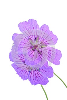 Geranium