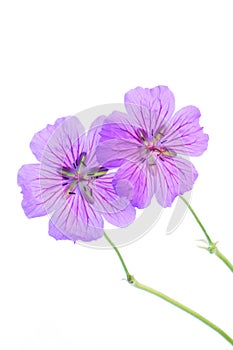 Geranium