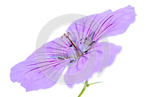 Geranium