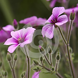 Geranium