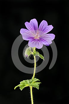 Geranium against black