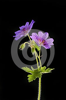 Geranium against black
