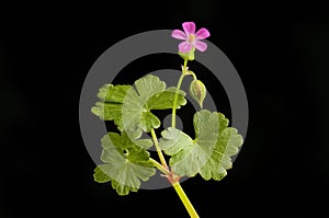 Geranium against black