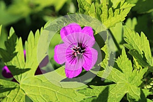 Geranium `Ann Folkard`, vibrant flowers