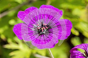 Geranium `Anne Thomson`