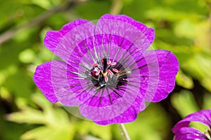 Geranium `Anne Thomson`