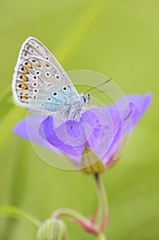 Geranium Argus - Aricia eumedon