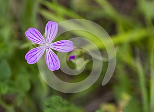 Geranium asphodeloides – Turkish rock geranium