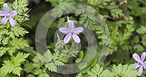 Geranium asphodeloides – Turkish rock geranium