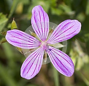 Geranium asphodeloides – Turkish rock geranium