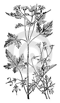 Geranium Bicknelli and Herb Robert vintage illustration