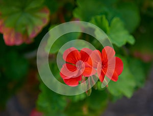 A geranium in bloom