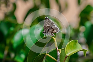 Geranium bronze or brun des pÃÂ©largoniums butterfly, Cacyreus marshalli photo