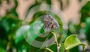 Geranium bronze or brun des pÃÂ©largoniums butterfly photo