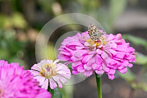 Geranium Bronze butterfly feeding on a Zinnia pink flower in Italy