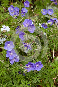 Geranium Brookside or Cranesbill herb with purple flowers