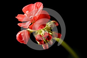 Geranium bud expanding