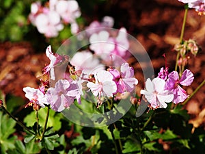 Geranium cantabrigiense `Biokovo` photo