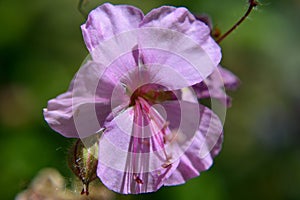 Geranium X cantabrigiense karmina