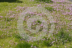 Geranium cicutarium, common heron\'s beak, flowers, pink flower meadow, germany