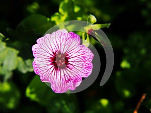 Geranium cinereum `Ballerina`