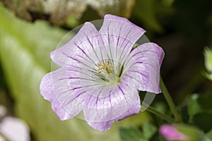 Geranium `Dreamland`