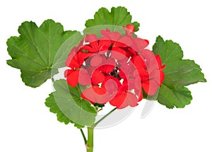 Geranium flower