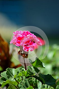 Geranium Flower