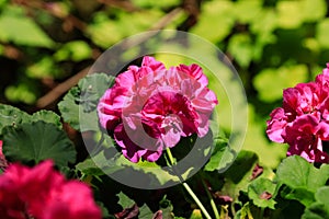 Geranium flower in bloom on a sunny day