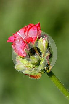 Geranium flower and buds