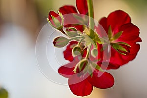 geranium flower, close up