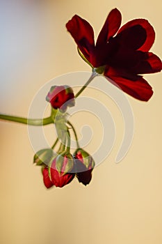 geranium flower, close up