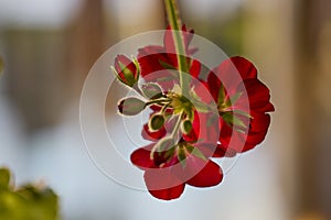 geranium flower, close up