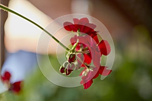 geranium flower, close up