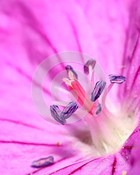 Geranium flower , cranesbill, pollen and stamen close-up shot