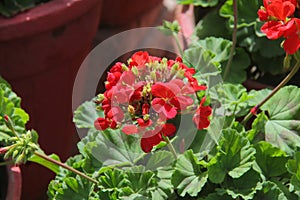 Geranium Flower Essence