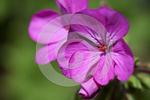 Geranium flower on green