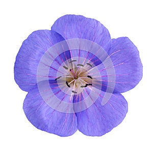 Geranium flower head