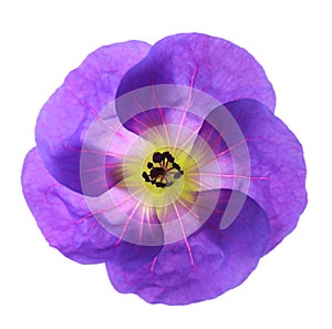 Geranium flower head