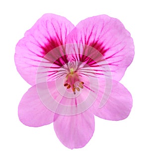 Geranium flower
