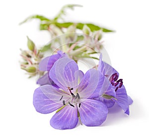 Geranium flower photo