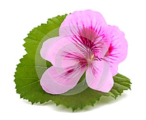Geranium flower with  leaf