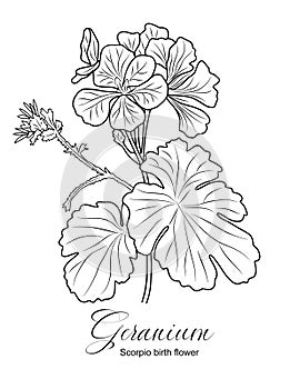 Geranium flower line art vector drawing isolated.