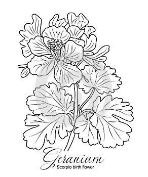 Geranium flower line art vector drawing isolated.