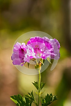 Geranium flower in pink purple petals with blurred green garden