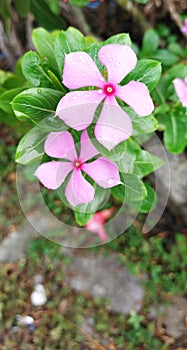 Geranium flower or TAPAK DARA, with water droplets on it