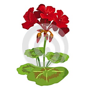 Geranium flower vector file