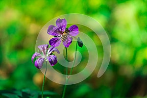 geranium flowering with honey bee collecting pollen. Geranium ibericum