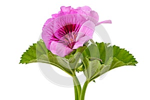 Geranium  flowers