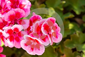 Geranium flowers